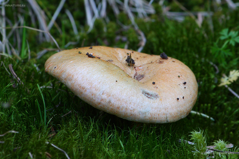 lactarius-deliciosus_01.jpg