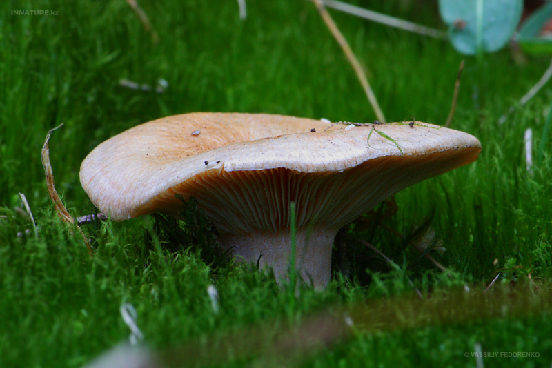 lactarius-deliciosus_02.jpg