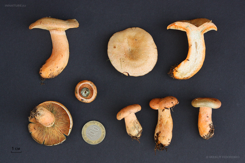 lactarius-deliciosus_03.jpg