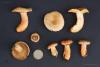 lactarius-deliciosus_03_t1.jpg