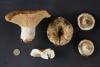 russula-delica_01_t1.jpg