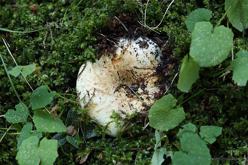 russula-delica_02.jpg