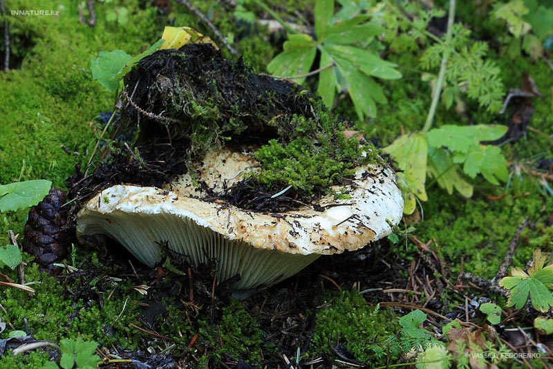 russula-delica_04.jpg