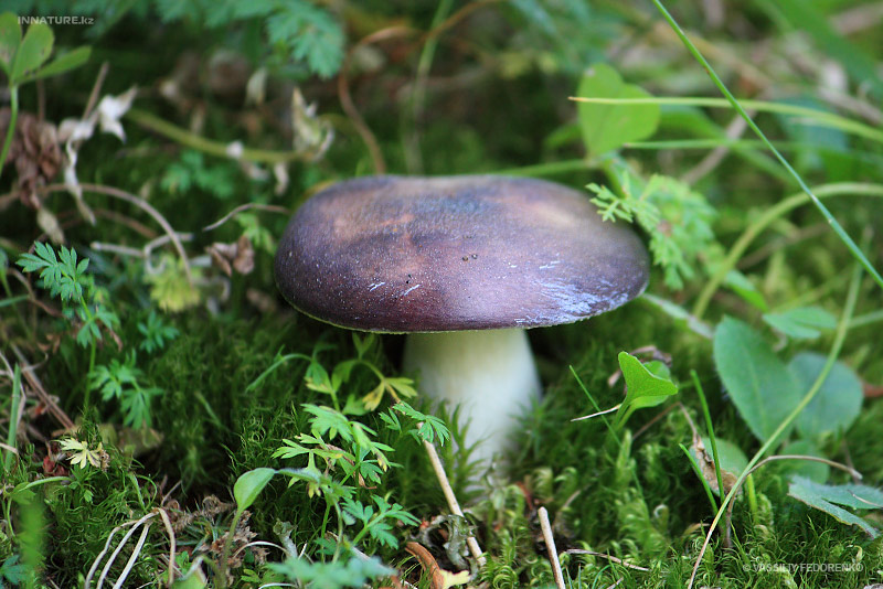 russula_01.jpg