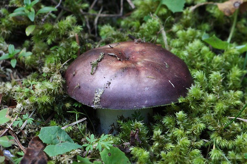 russula_01_1.jpg