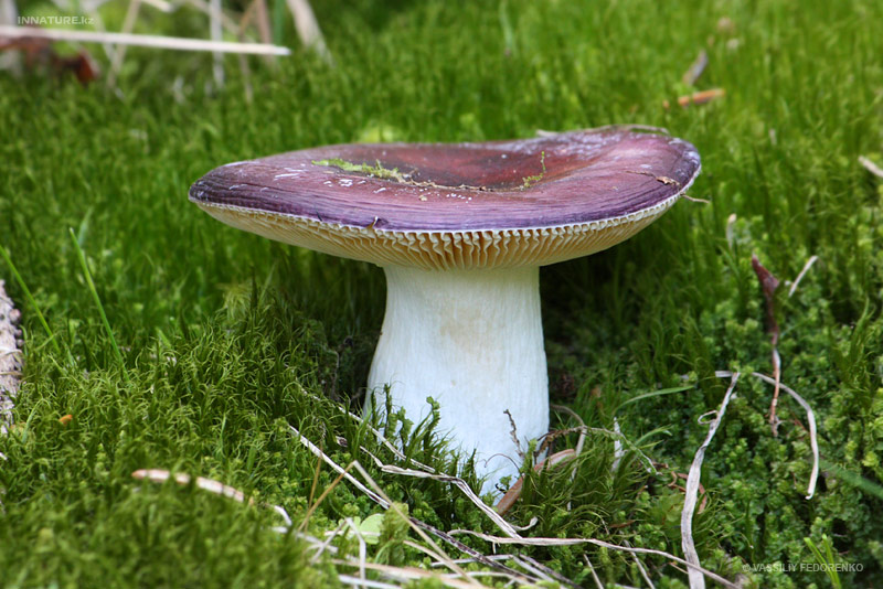 russula_01_2.jpg