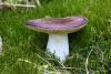 russula_01_2_t1.jpg