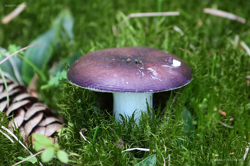 russula_01_3.jpg