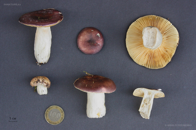 russula_01_4.jpg