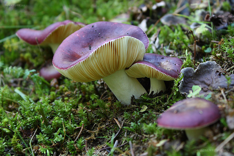 russula_01_4_1.jpg