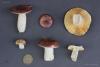 russula_01_4_t1.jpg