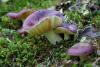 russula_01_4_t1_1.jpg