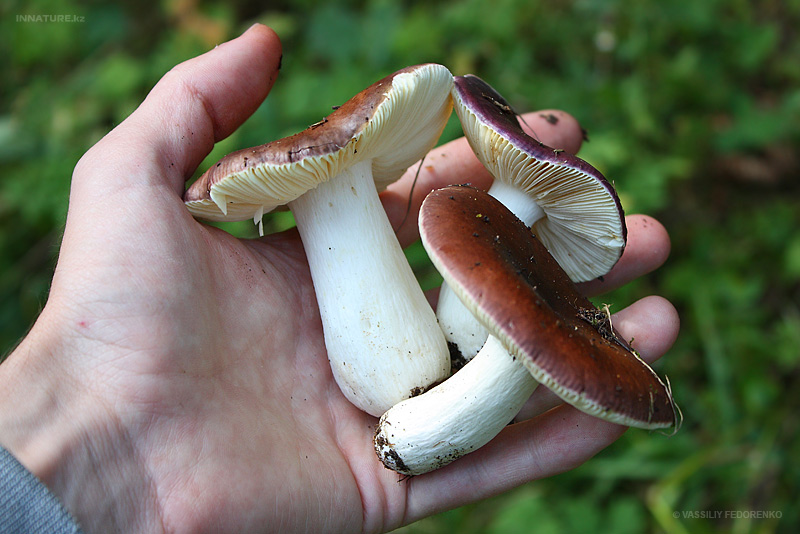 russula_01_5.jpg