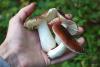 russula_01_5_t1.jpg