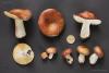 russula_01_6_t1.jpg