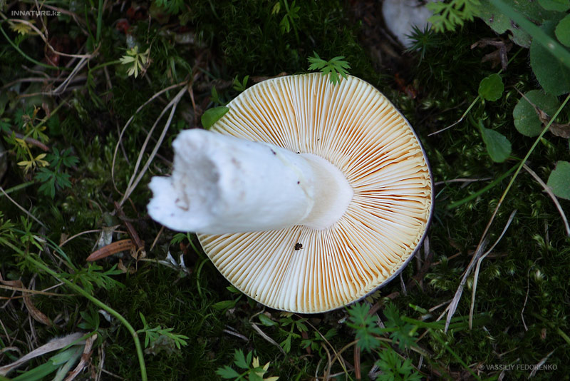 russula_02.jpg