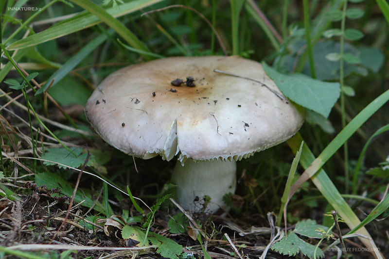 russula_02_1.jpg