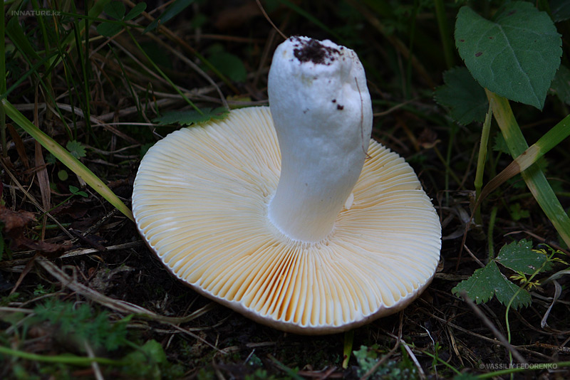 russula_02_2.jpg