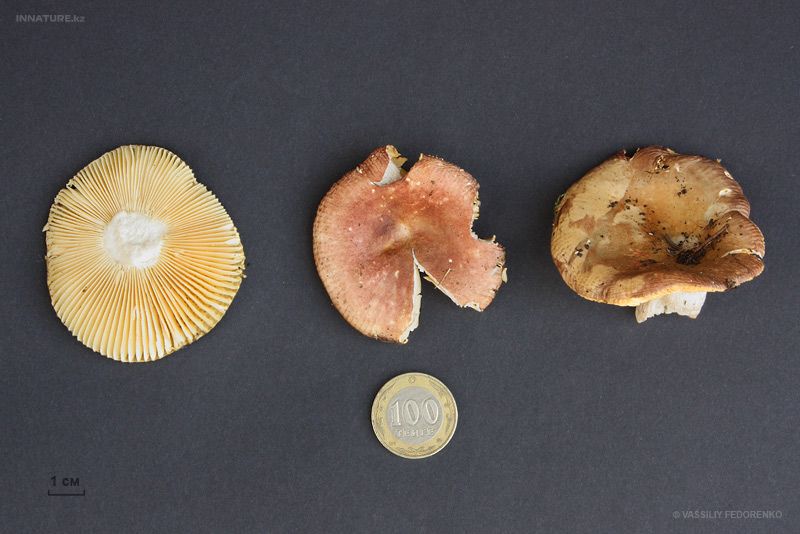 russula_02_3.jpg