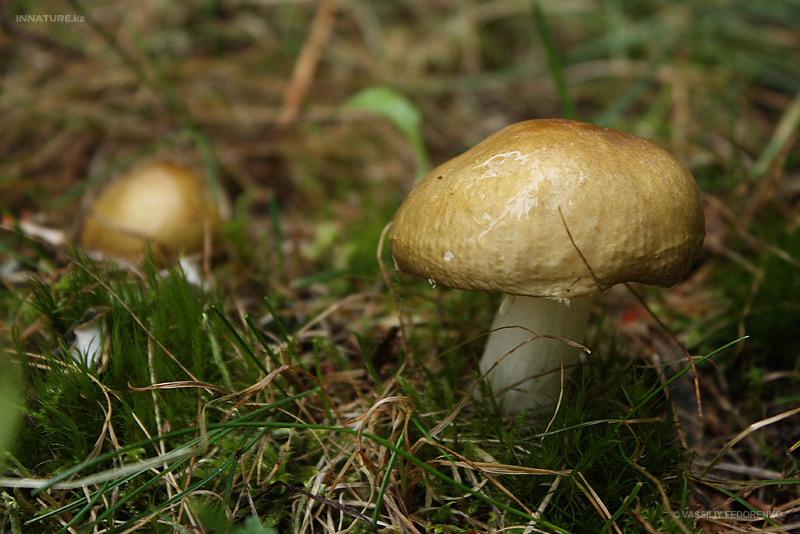 russula_04.jpg