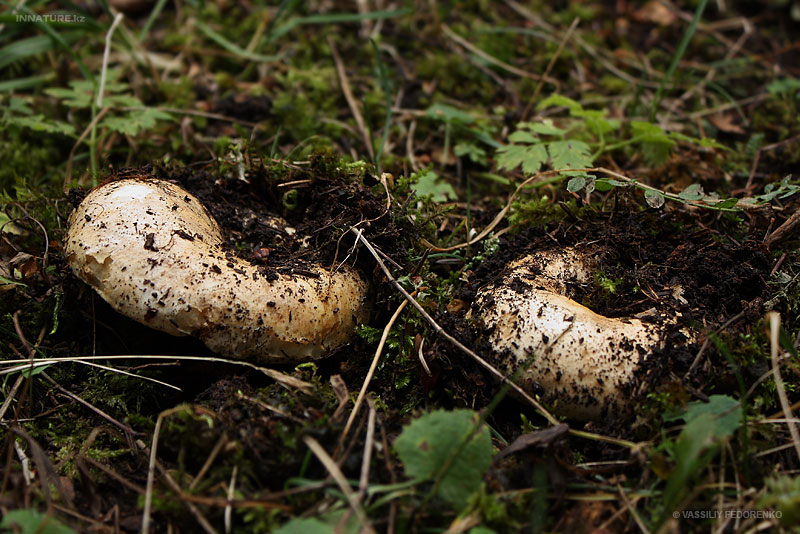 russula_delica_01.jpg