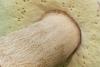 boletus-002_t1.jpg
