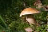 boletus-03_t1.jpg