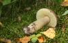 boletus_02_t1.jpg