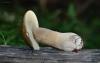 boletus_04_t1.jpg