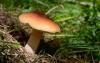 boletus_05_t1.jpg