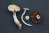 cortinarius_03_t1.jpg