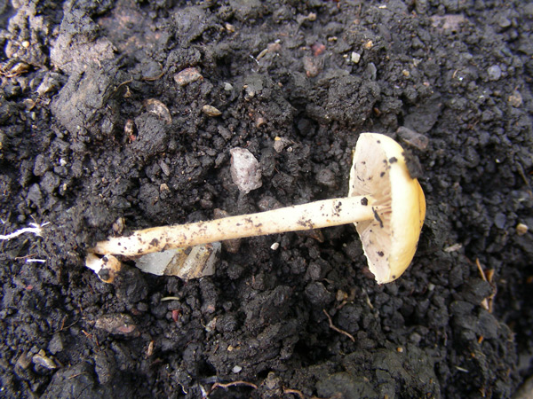 dscn9127.jpg