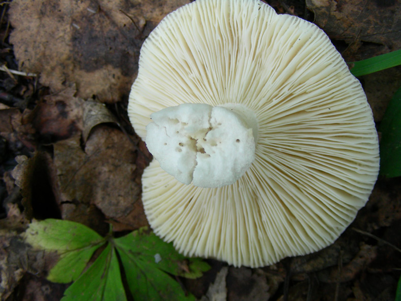 dscn9155.jpg