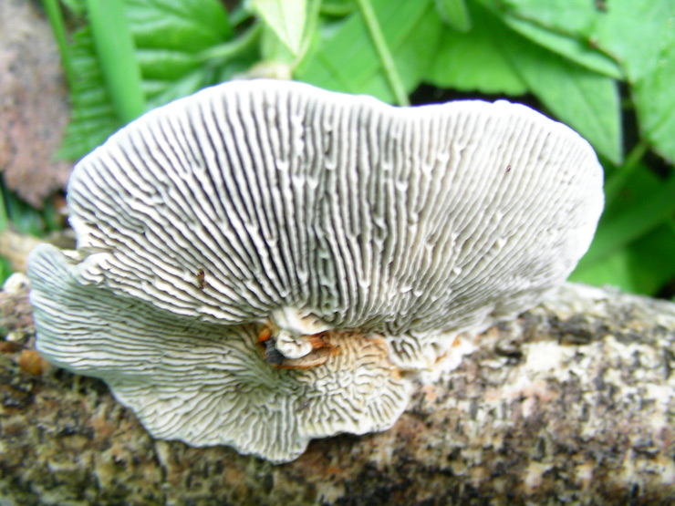 dscn9164.jpg