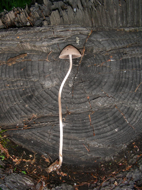 dscn9175.jpg