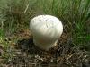 dscn9514_t1.jpg
