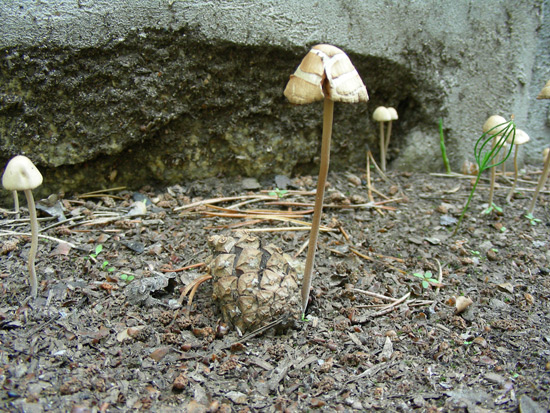 dscn9523.jpg