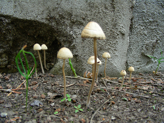 dscn9524.jpg