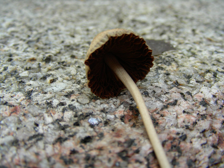 dscn9526.jpg