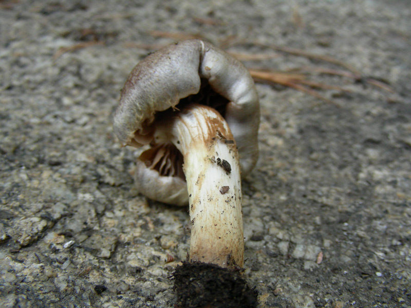 dscn9528.jpg
