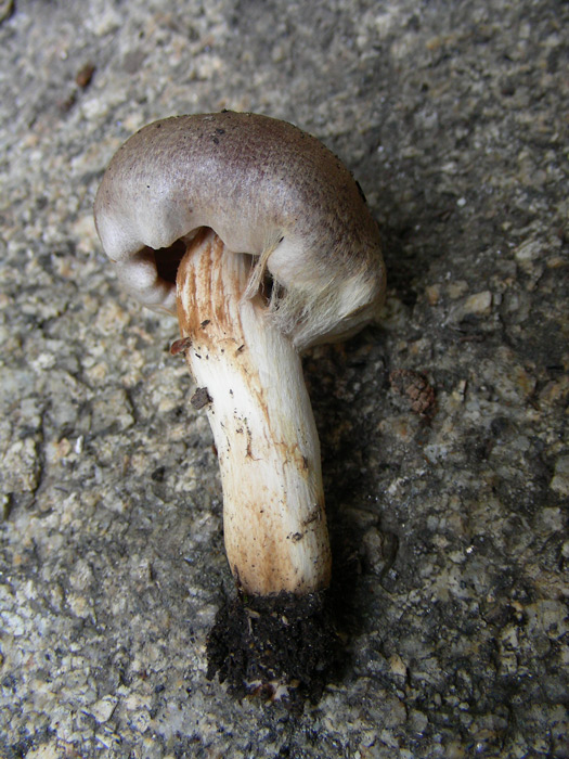 dscn9529.jpg