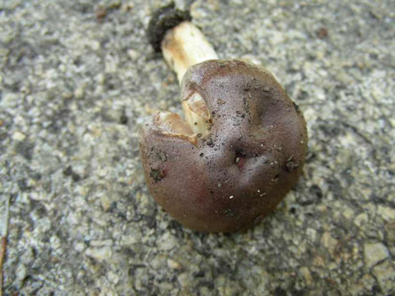 dscn9530.jpg
