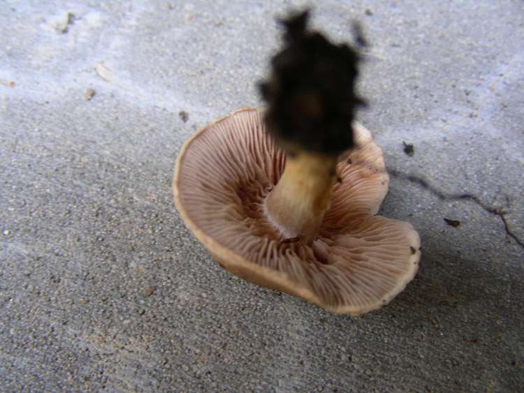 dscn9537.jpg