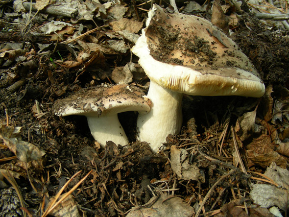 dscn9578.jpg