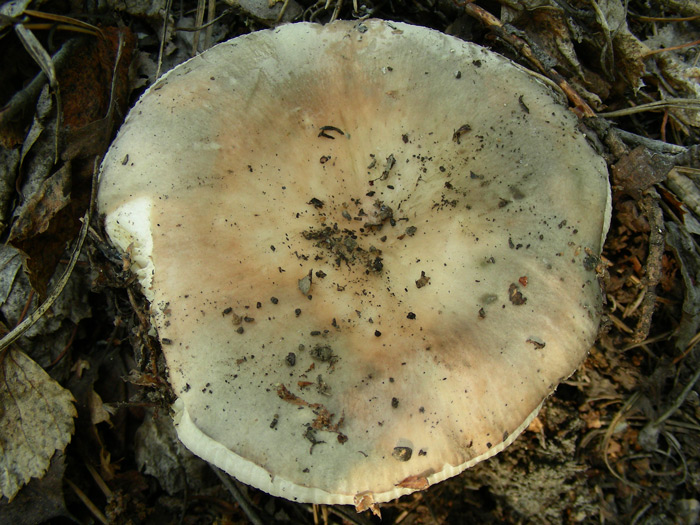 dscn9580.jpg