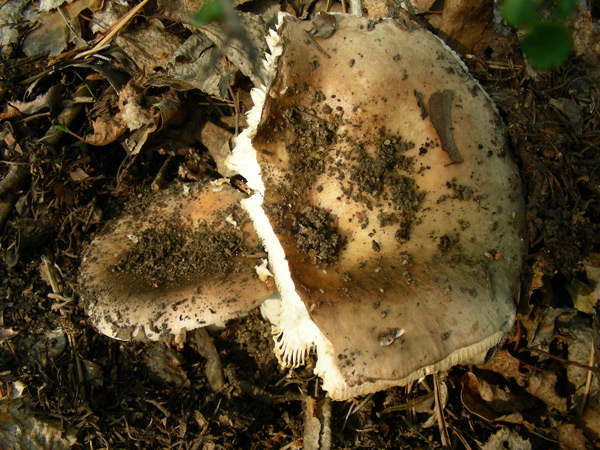 dscn9581.jpg