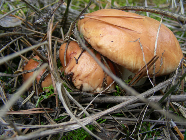 dscn9589.jpg