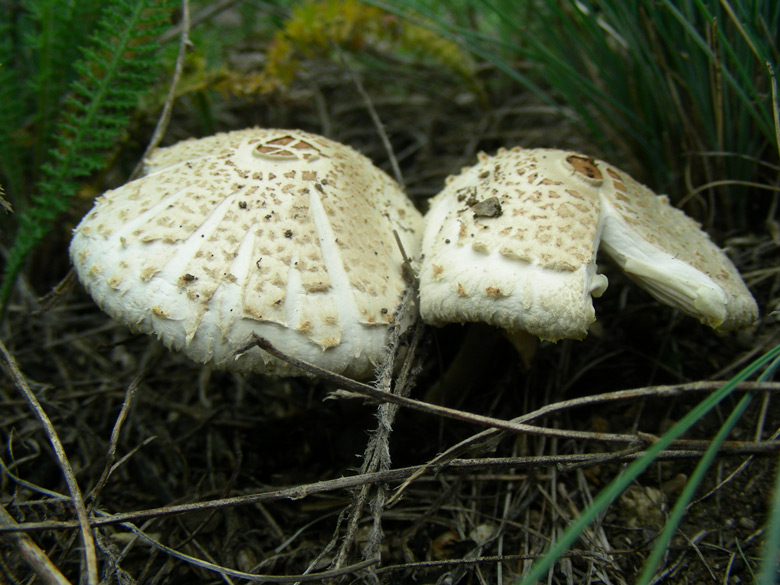 dscn9654.jpg