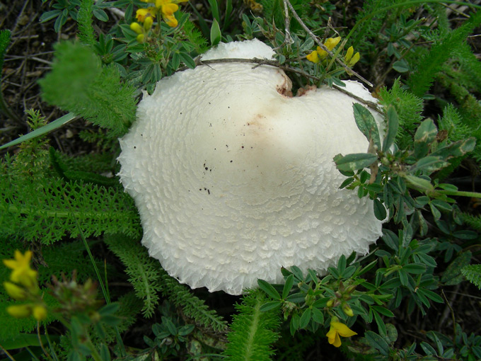 dscn9656.jpg