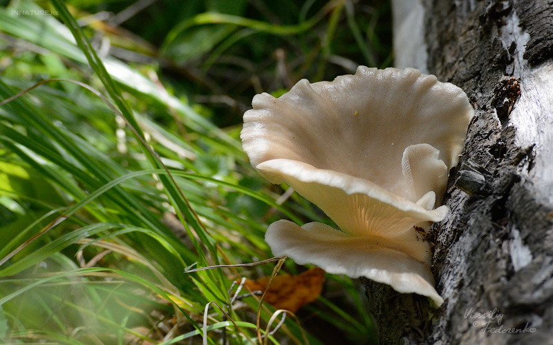 fungi_01.jpg